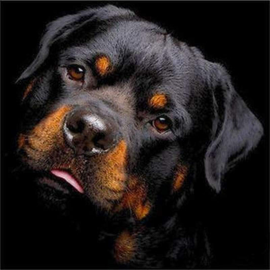 Special Dog Rottweiler Pictures 5d Diy Diamond Painting Kits VM9853