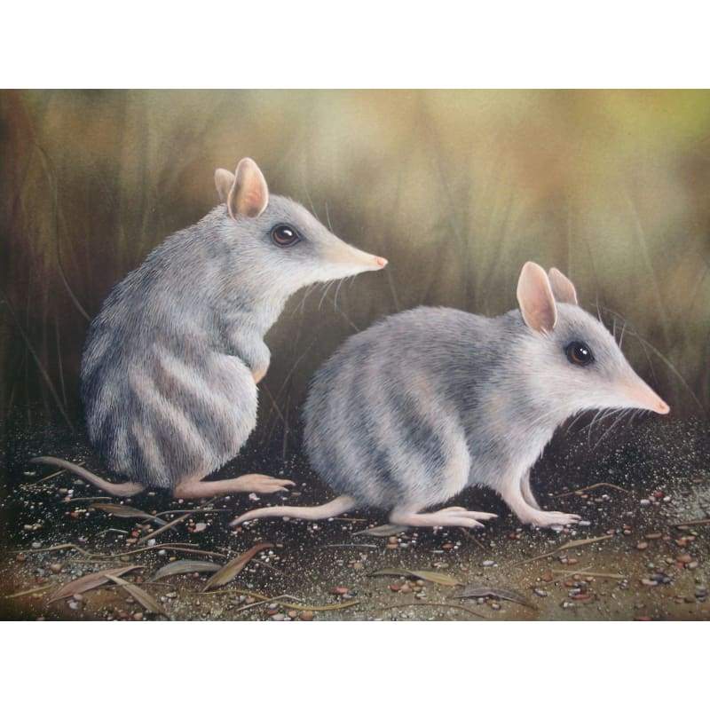 Bandicoots - Full Drill Diamond Painting Kit - NEEDLEWORK KITS