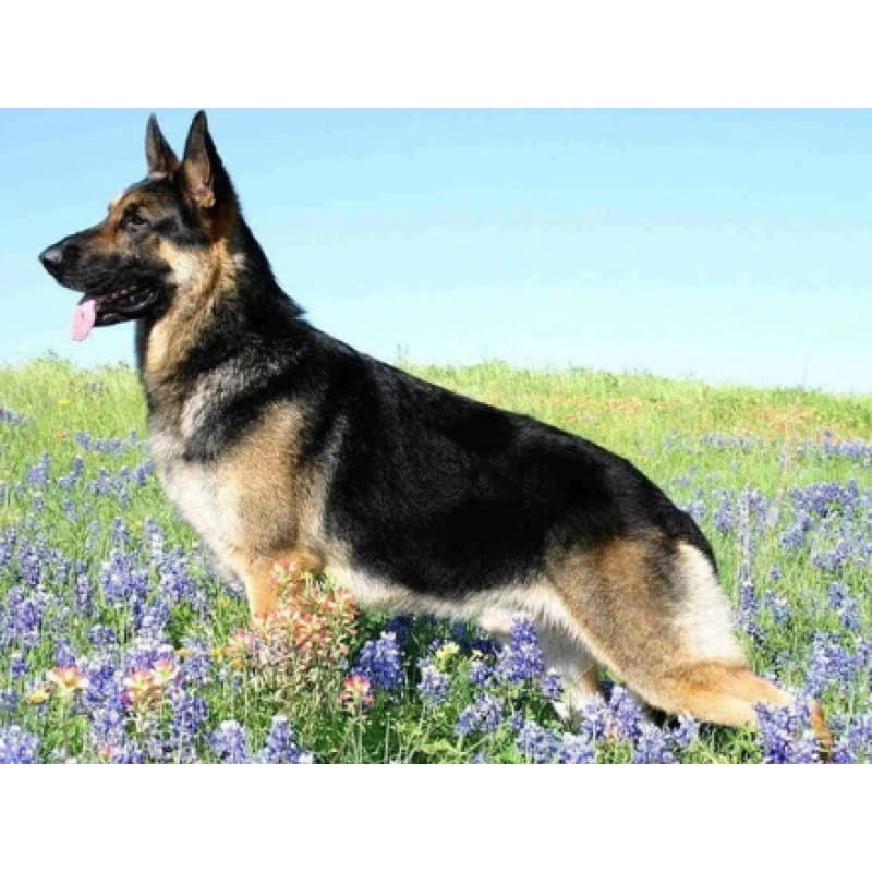 German Shepherd - NEEDLEWORK KITS