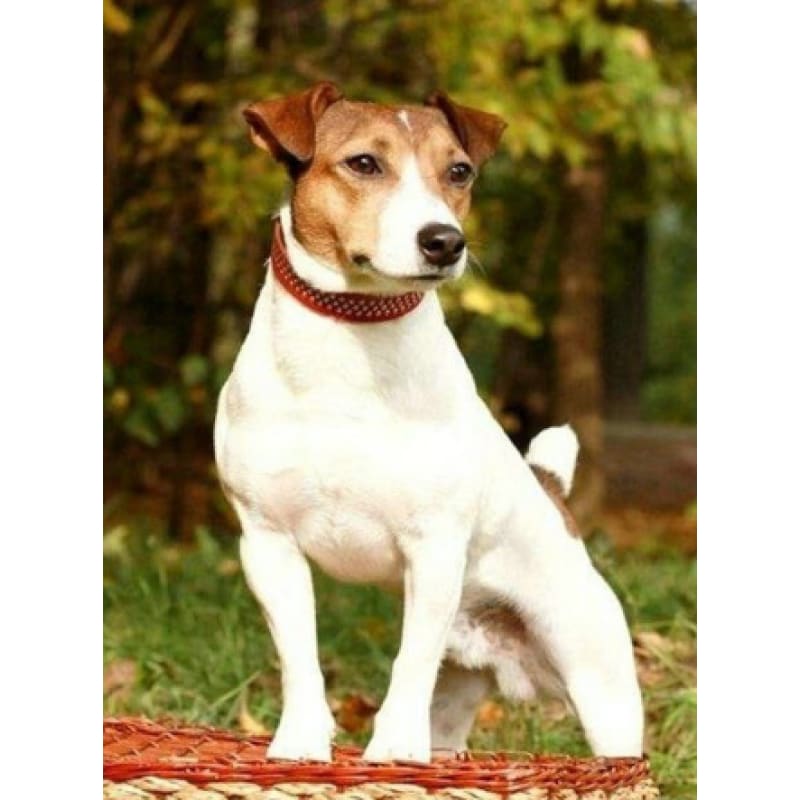 Jack Russell - NEEDLEWORK KITS