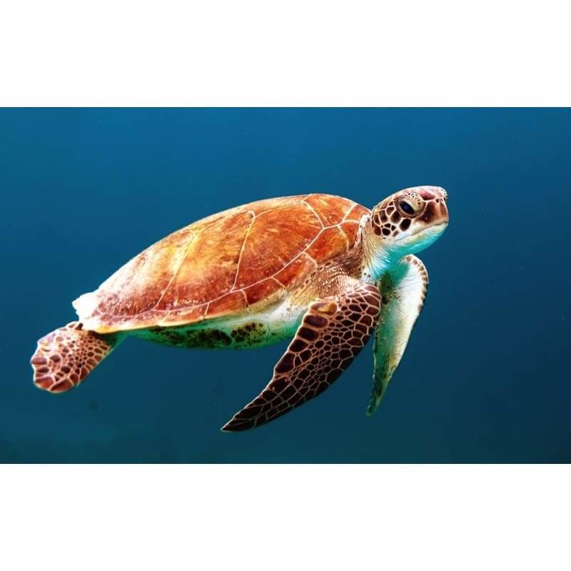 Turtle in ocean-   Full Drill Diamond Painting - NEEDLEWORK KITS